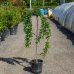 Čerešňa okrasná (Prunus serrulata) ´SNOW FOUNTAIN´ výška: 120-150 cm, obvod kmeňa 8/10 cm, kont. C15L